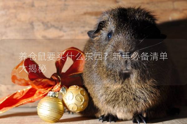 养仓鼠要买什么东西？新手必备清单大揭秘