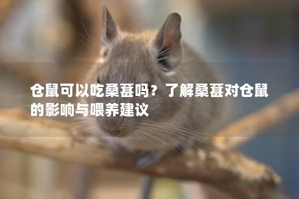 仓鼠可以吃桑葚吗？了解桑葚对仓鼠的影响与喂养建议