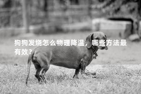 狗狗发烧怎么物理降温，哪些方法最有效？