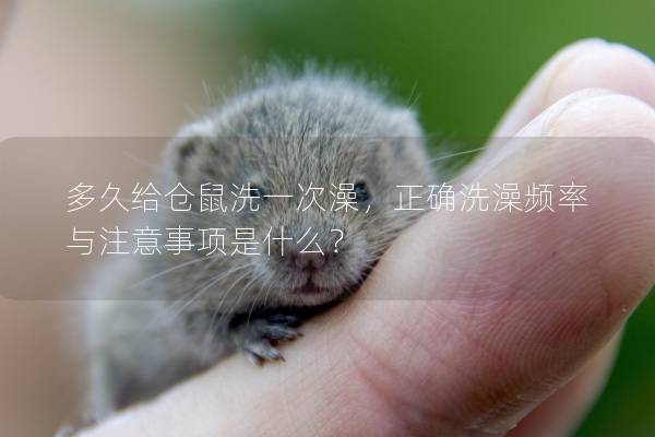 多久给仓鼠洗一次澡，正确洗澡频率与注意事项是什么？