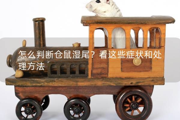 怎么判断仓鼠湿尾？看这些症状和处理方法