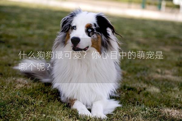 什么狗狗最可爱?你心目中的萌宠是哪个呢? 什么狗狗最可爱?你心目中的萌宠是哪个呢?