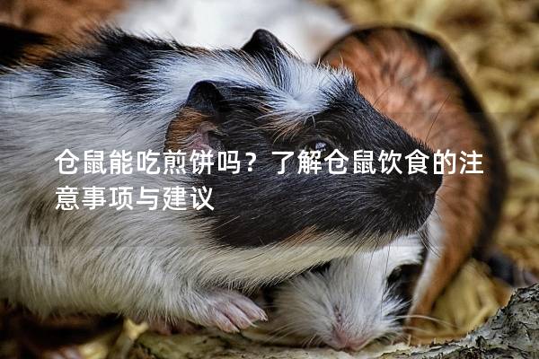 仓鼠能吃煎饼吗？了解仓鼠饮食的注意事项与建议