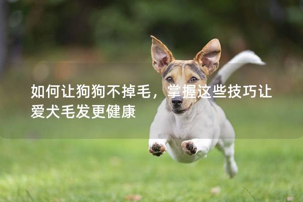 如何让狗狗不掉毛，掌握这些技巧让爱犬毛发更健康
