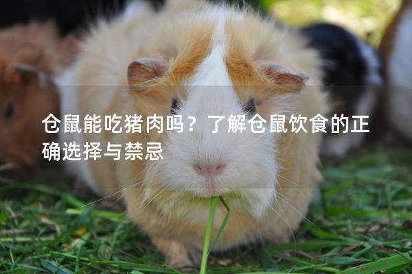 仓鼠能吃猪肉吗？了解仓鼠饮食的正确选择与禁忌