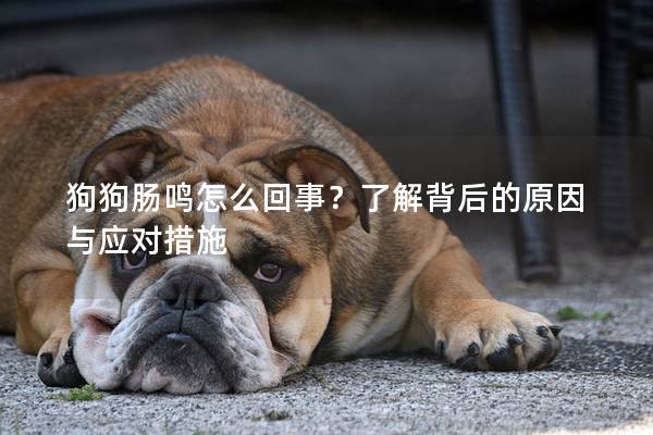 狗狗肠鸣怎么回事？了解背后的原因与应对措施