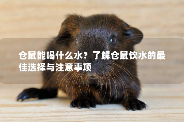 仓鼠能喝什么水？了解仓鼠饮水的最佳选择与注意事项