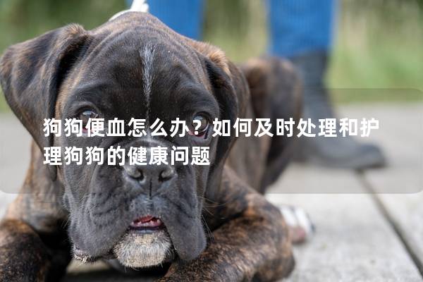 狗狗便血怎么办?如何及时处理和护理狗狗的健康问题 狗狗便血怎么办?如何及时处理和护理狗狗的健康问题