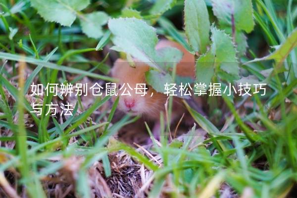 如何辨别仓鼠公母，轻松掌握小技巧与方法
