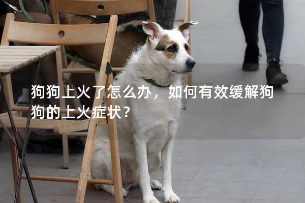 狗狗上火了怎么办，如何有效缓解狗狗的上火症状？