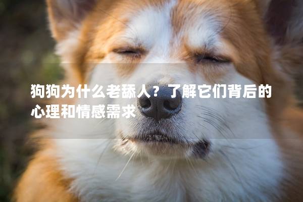 狗狗为什么老舔人？了解它们背后的心理和情感需求