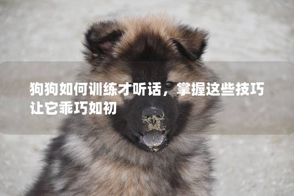 狗狗如何训练才听话，掌握这些技巧让它乖巧如初