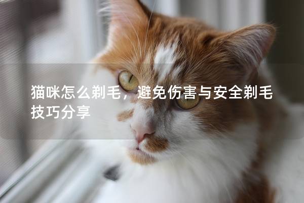 猫咪怎么剃毛，避免伤害与安全剃毛技巧分享