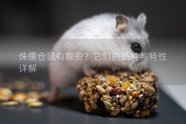 侏儒仓鼠有哪些?它们的品种与特性详解 侏儒仓鼠有哪些?它们的品种与特性详解