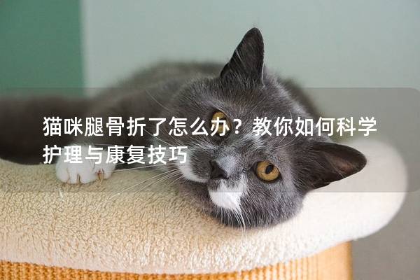 猫咪腿骨折了怎么办？教你如何科学护理与康复技巧