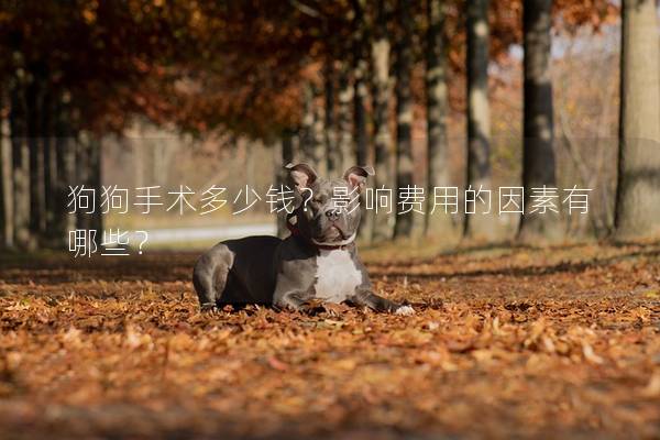 狗狗手术多少钱？影响费用的因素有哪些？