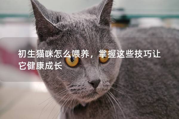 初生猫咪怎么喂养,掌握这些技巧让它健康成长 初生猫咪怎么喂养,掌握这些技巧让它健康成长