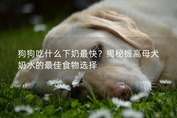 狗狗吃什么下奶最快？揭秘提高母犬奶水的最佳食物选择