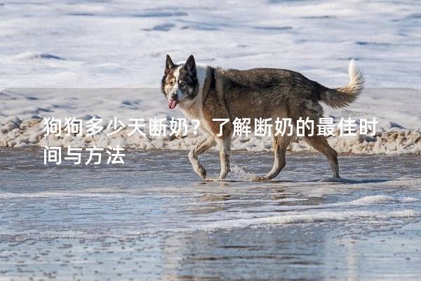 狗狗多少天断奶？了解断奶的最佳时间与方法