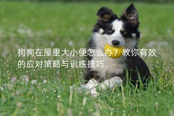 狗狗在屋里大小便怎么办?教你有效的应对策略与训练技巧 狗狗在屋里大小便怎么办?教你有效的应对策略与训练技巧