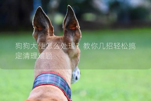 狗狗大便怎么处理？教你几招轻松搞定清理难题
