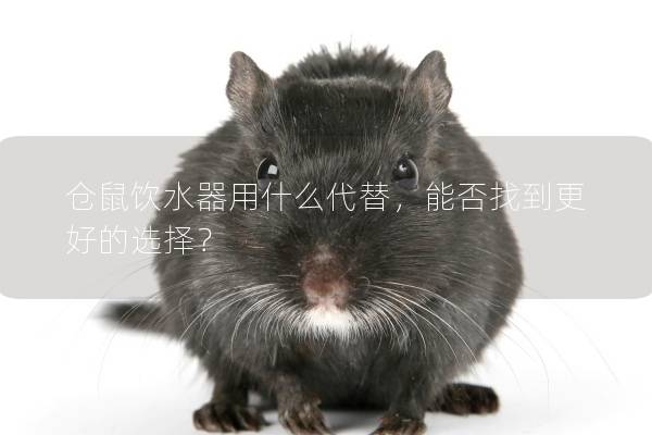 仓鼠饮水器用什么代替，能否找到更好的选择？