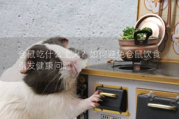 仓鼠吃什么上火?如何避免仓鼠饮食引发健康问题 仓鼠吃什么上火?如何避免仓鼠饮食引发健康问题