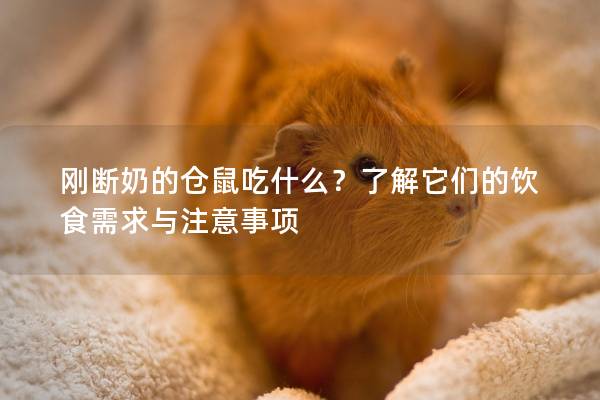 刚断奶的仓鼠吃什么？了解它们的饮食需求与注意事项