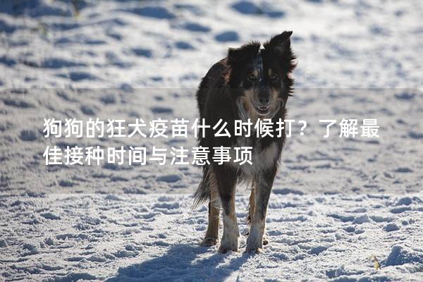 狗狗的狂犬疫苗什么时候打？了解最佳接种时间与注意事项
