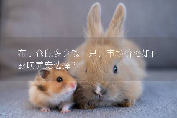 布丁仓鼠多少钱一只，市场价格如何影响养宠选择？