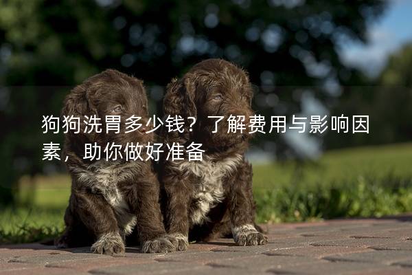 狗狗洗胃多少钱？了解费用与影响因素，助你做好准备