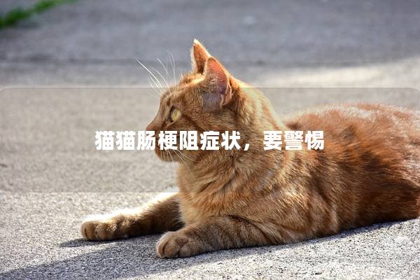 猫猫肠梗阻症状，要警惕