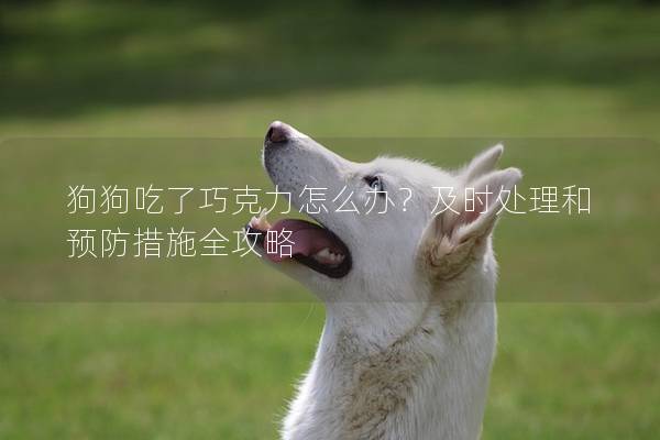 狗狗吃了巧克力怎么办?及时处理和预防措施全攻略 狗狗吃了巧克力怎么办?及时处理和预防措施全攻略