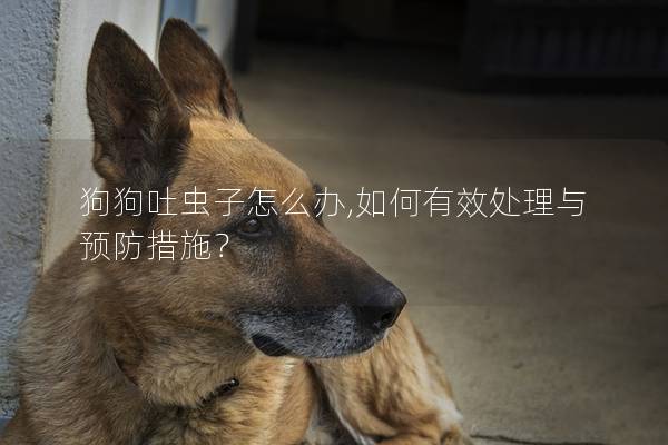狗狗吐虫子怎么办,如何有效处理与预防措施？