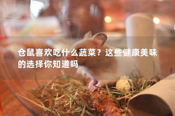 仓鼠喜欢吃什么蔬菜？这些健康美味的选择你知道吗