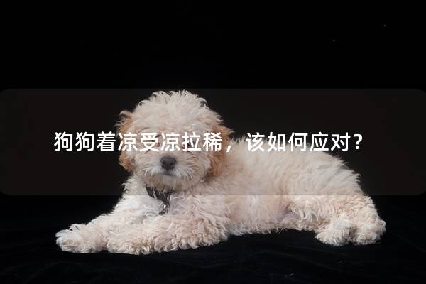 狗狗着凉受凉拉稀，该如何应对？