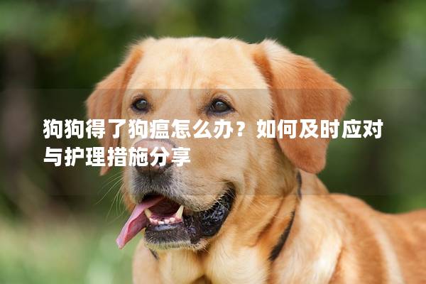 狗狗得了狗瘟怎么办?如何及时应对与护理措施分享 狗狗得了狗瘟怎么办?如何及时应对与护理措施分享