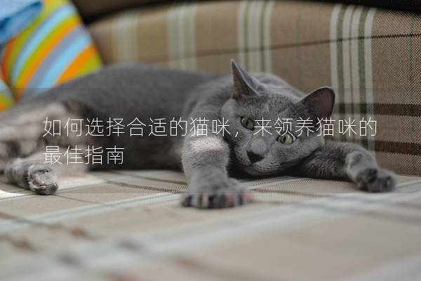 如何选择合适的猫咪,来领养猫咪的最佳指南 如何选择合适的猫咪,来领养猫咪的最佳指南