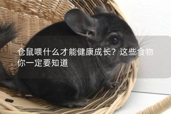 仓鼠喂什么才能健康成长？这些食物你一定要知道