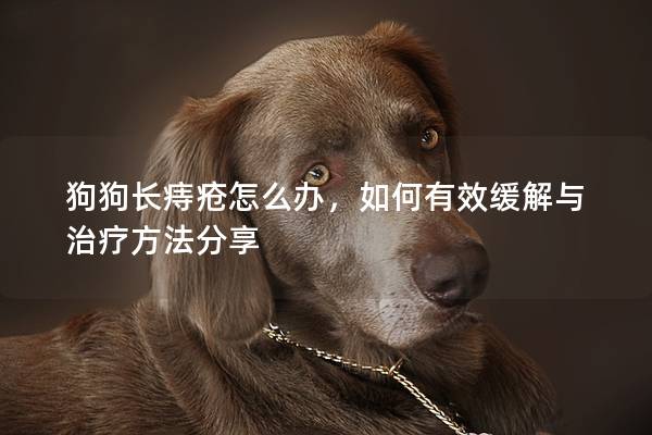 狗狗长痔疮怎么办,如何有效缓解与治疗方法分享 狗狗长痔疮怎么办,如何有效缓解与治疗方法分享