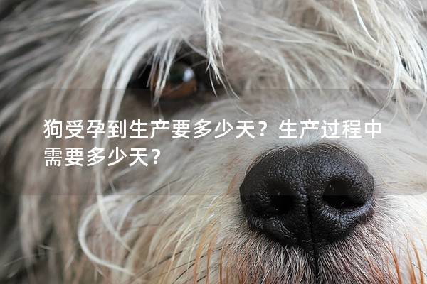 狗受孕到生产要多少天？生产过程中需要多少天？