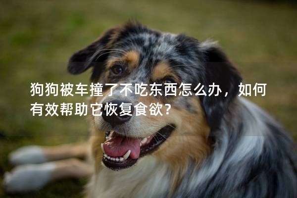 狗狗被车撞了不吃东西怎么办，如何有效帮助它恢复食欲？