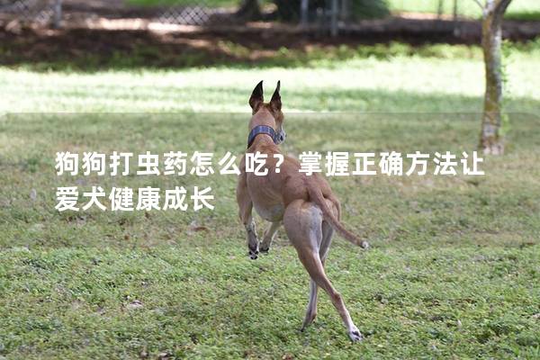 狗狗打虫药怎么吃？掌握正确方法让爱犬健康成长