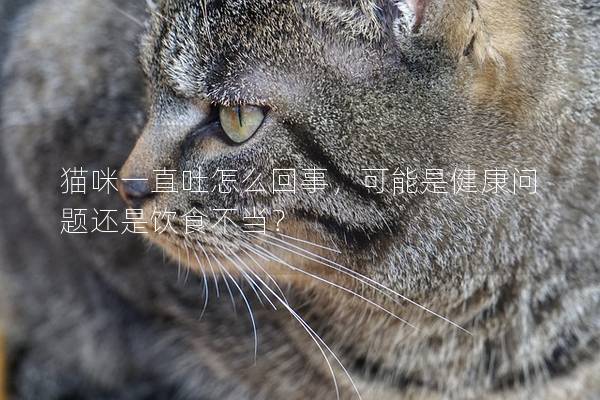 猫咪一直吐怎么回事，可能是健康问题还是饮食不当？