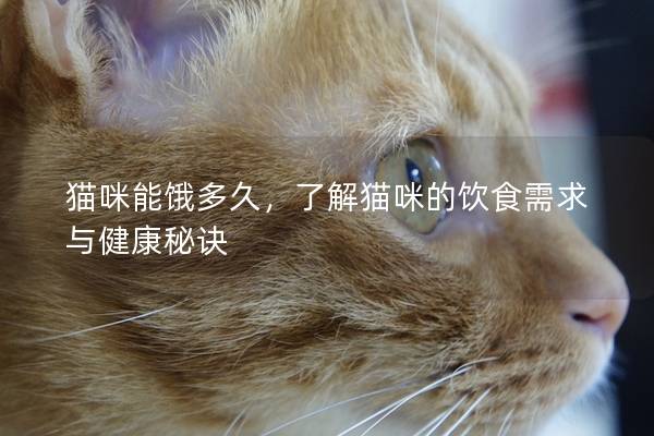 猫咪能饿多久，了解猫咪的饮食需求与健康秘诀