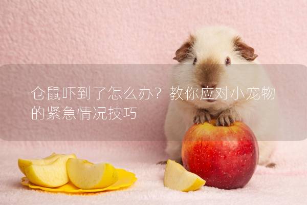 仓鼠吓到了怎么办？教你应对小宠物的紧急情况技巧