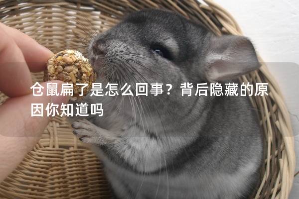 仓鼠扁了是怎么回事？背后隐藏的原因你知道吗