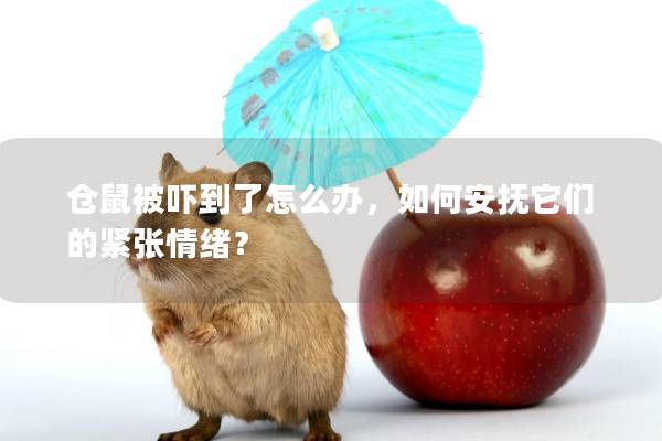 仓鼠被吓到了怎么办，如何安抚它们的紧张情绪？