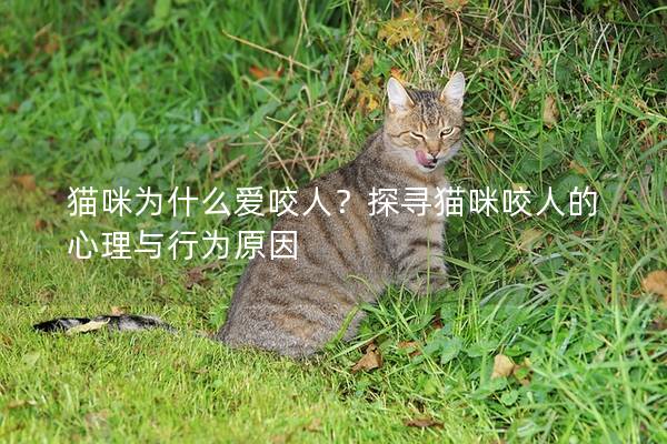 猫咪为什么爱咬人？探寻猫咪咬人的心理与行为原因