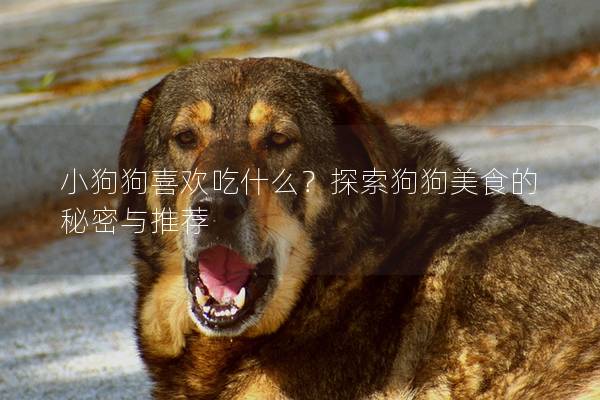 小狗狗喜欢吃什么？探索狗狗美食的秘密与推荐